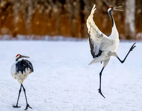 Nominees for comedy Wildlife Photo Of The Year