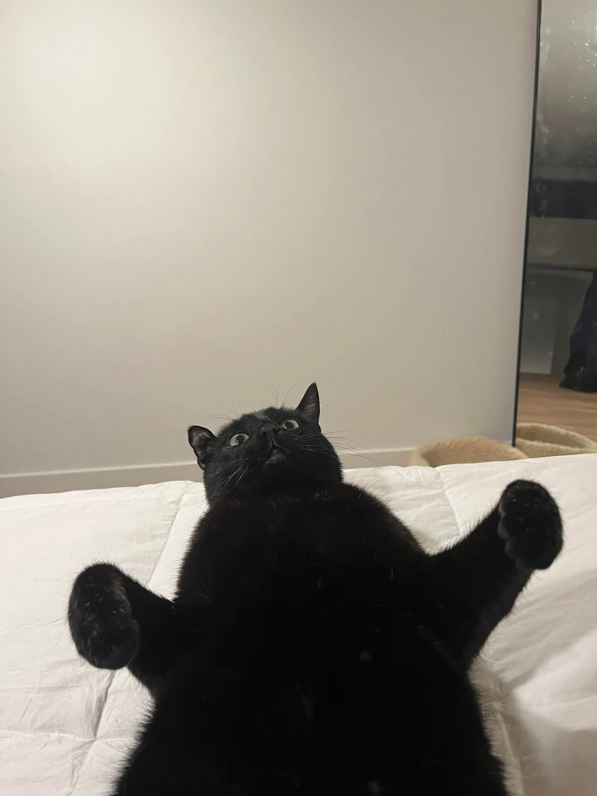 Two weeks without you 🐈‍⬛