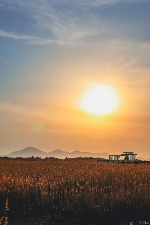 Sakura Busan April'25: A dream with cherry blossoms