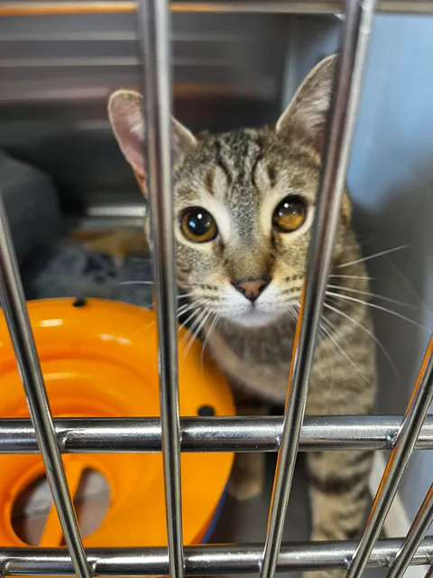 My new rescue was born without a pupil!