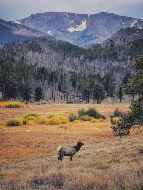 ITAP of an elk and mountains