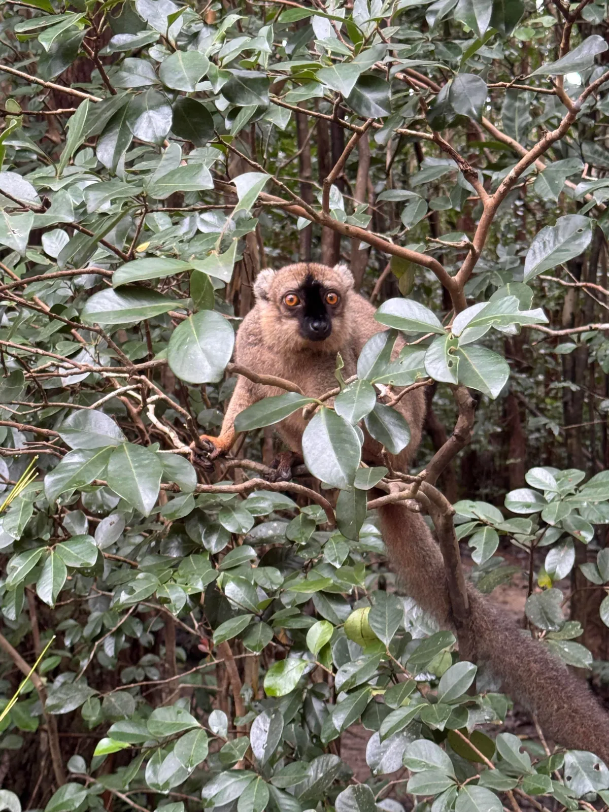 madagascar is goddamn epic