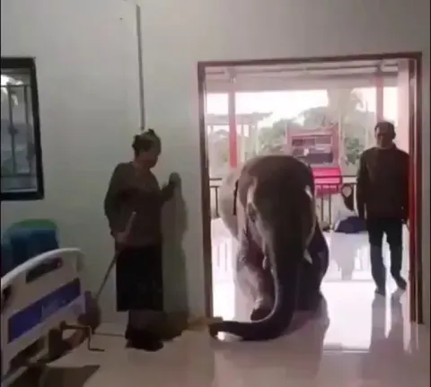 An elephant visiting his hospitalized mahout to check on him.