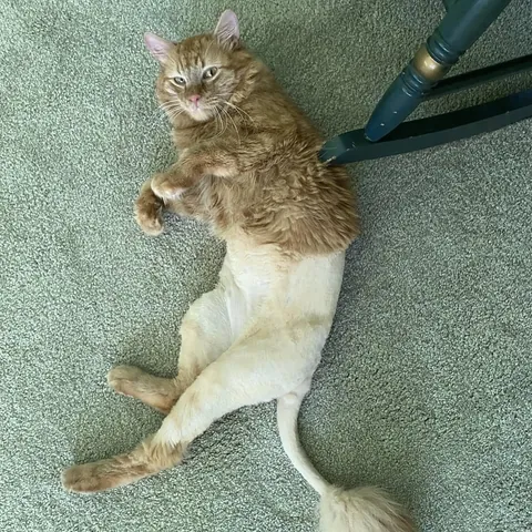 Partially shaved cats