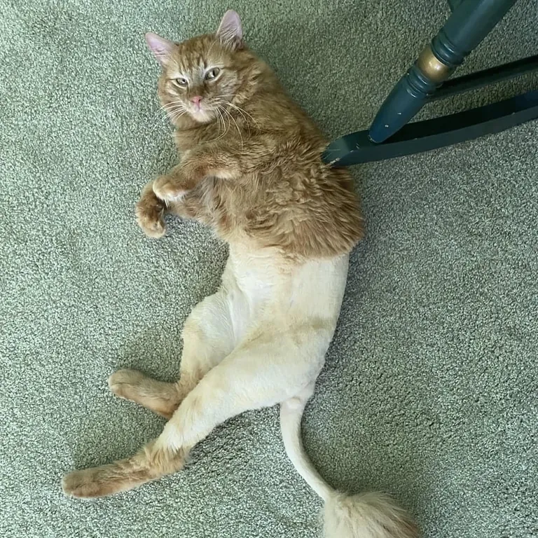 Partially shaved cats