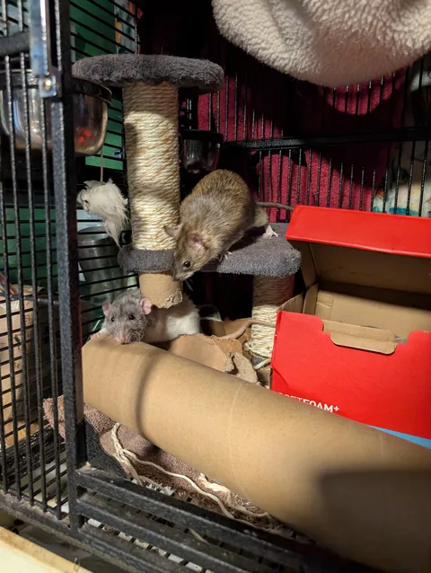 Domestic and wild rat side by side.