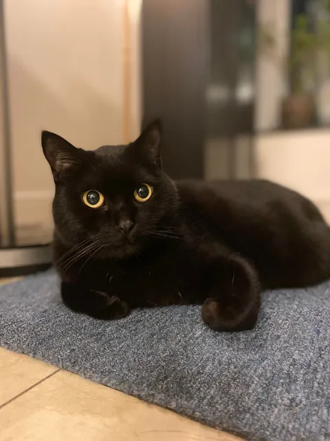 I'll miss you, sweet boy. 💔