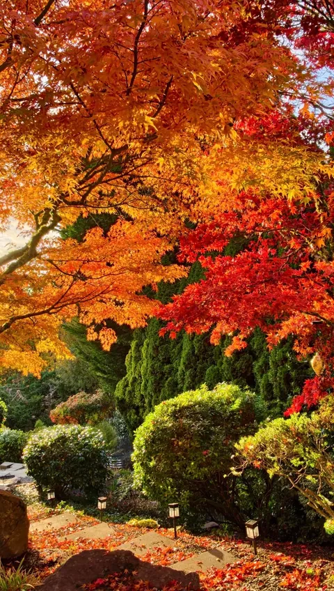 Visiting my friend’s garden feels like stepping into a fairytale.