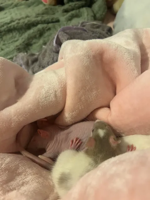 Baby rats too cuddly? Are they sick or something?