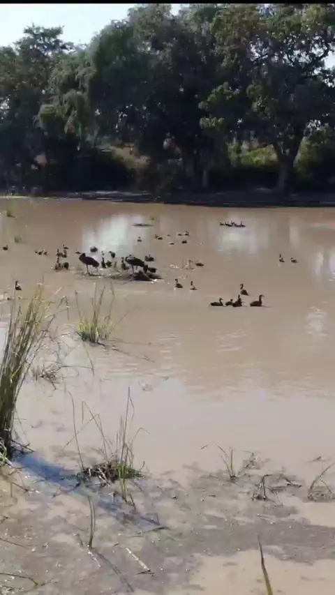 Tranquil day at the river, watching the waterfowl