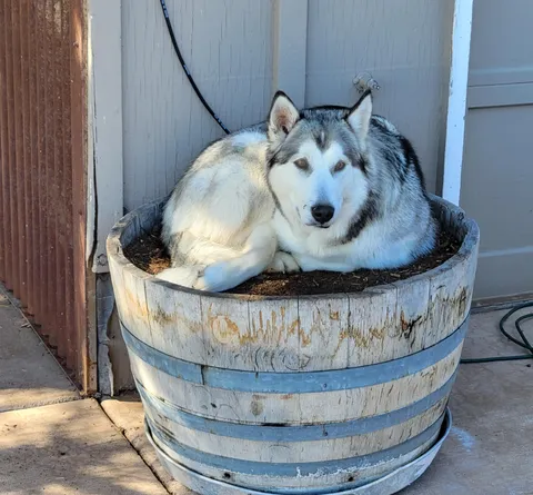 This rare, freshly potted pupper