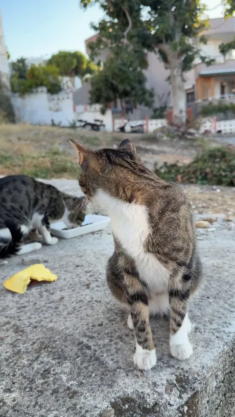 Petting my favorite street cat