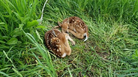 I stumbled upon the cutest nap ever while on a walk around the farm