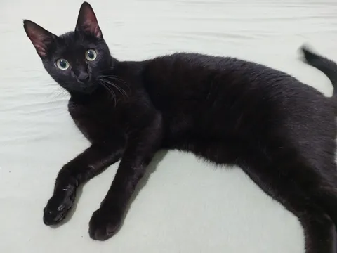 Shame her! SHE PEED IN THE LITTER BOX