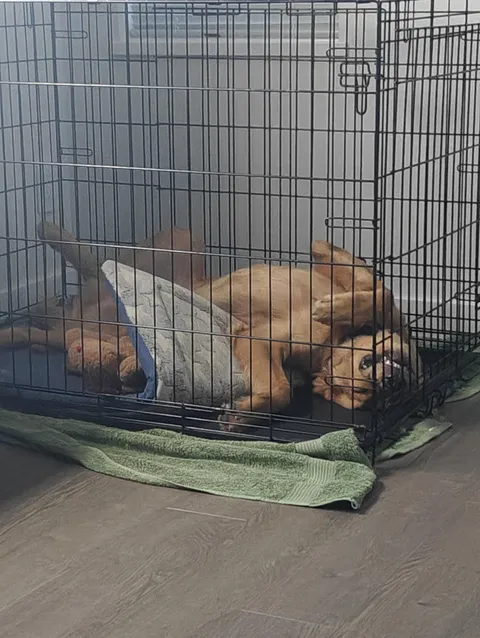 My friend's dog sleeps like this