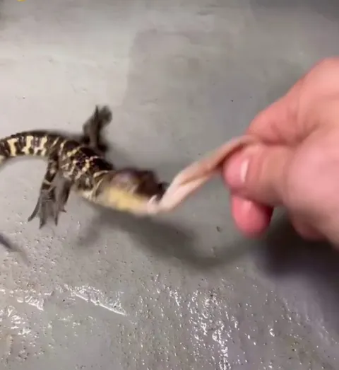 🔥 This baby alligator just started doing the death roll...