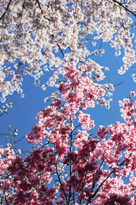 Sakura Busan April'25: A dream with cherry blossoms