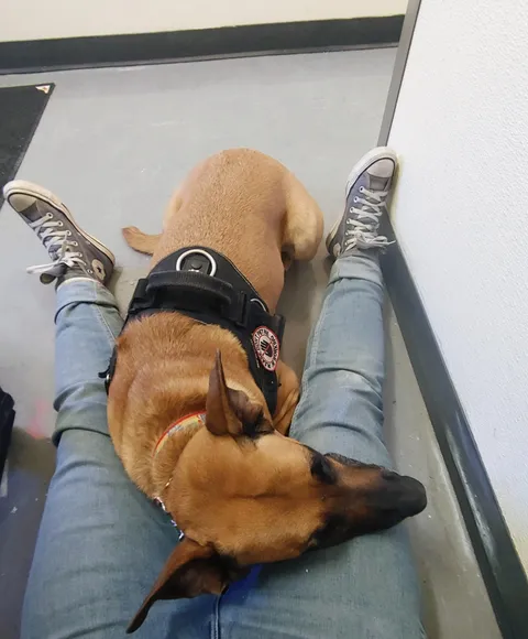 My service dog alerts before I faint so that I can find a safe spot to be unconscious. This is what I wake up to.