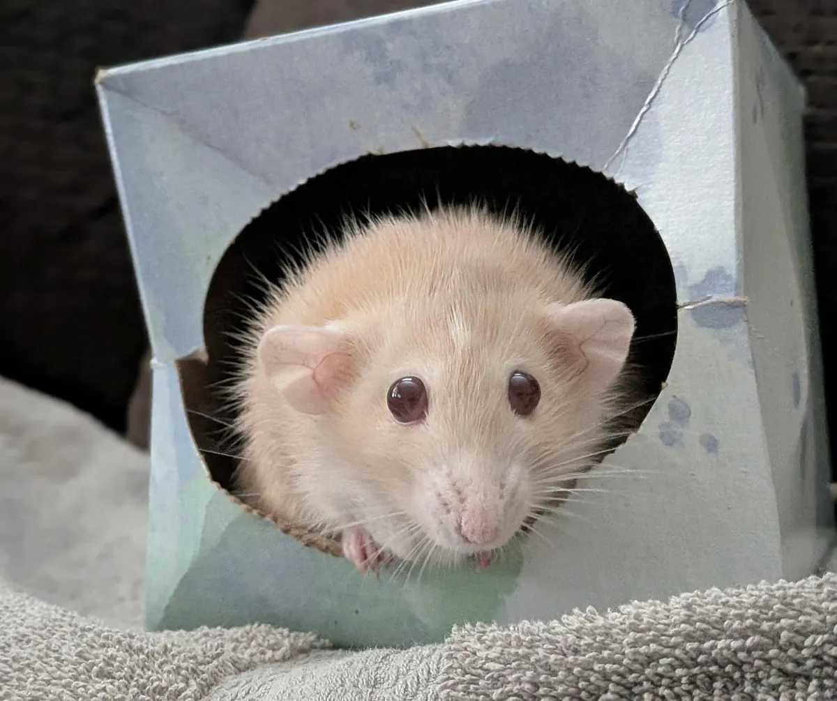 Why are Naga’s eyes about to pop out of his head?