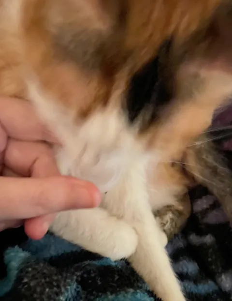 What is your “Man, I really wish I hadn’t started this” habit with your cat?