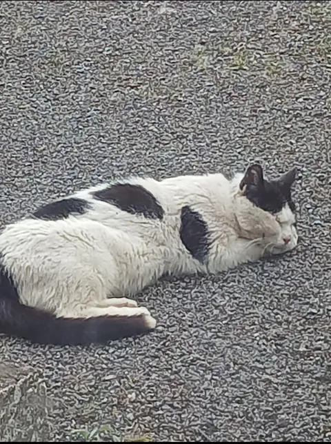 I took in a stray back in March and I bought him a bed last week, he absolutely loves it