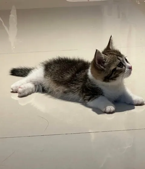 Which do you reckon looks cuter-side face or front face?