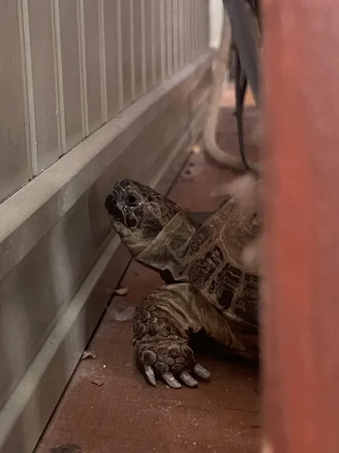 Yes, this wall appears to be made of wall