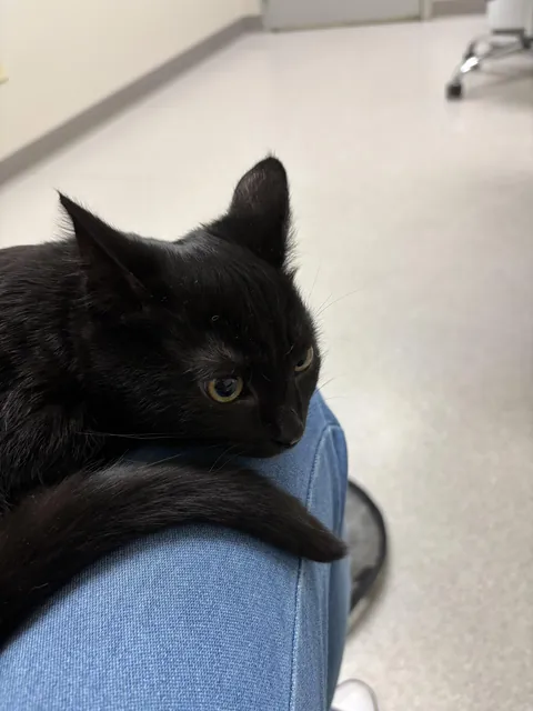 Introducing our new baby void, Calypso. 🖤