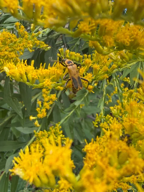Goldenrod caused an all-out POLLINATOR RAVE  ™