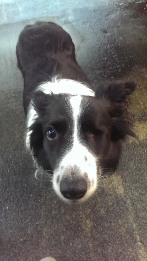 My old neighbour saying hello .)