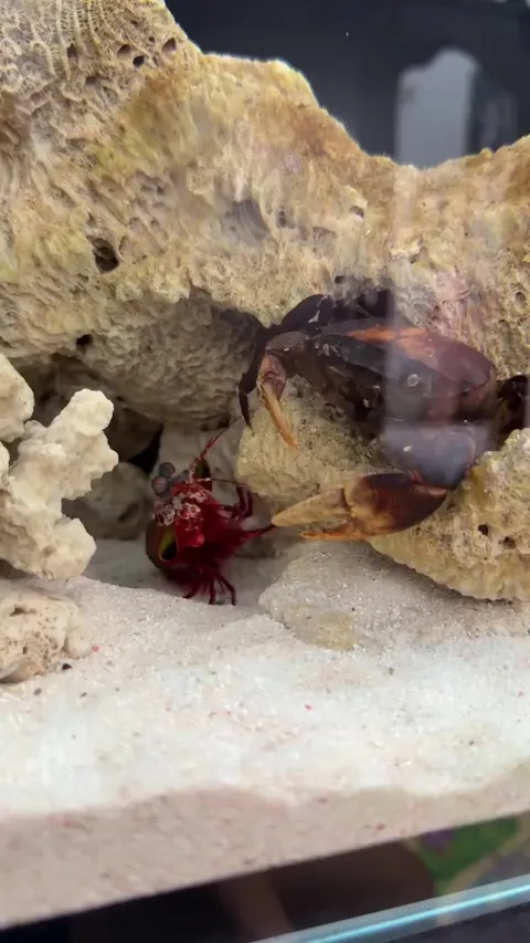 The strongest punch in the world 