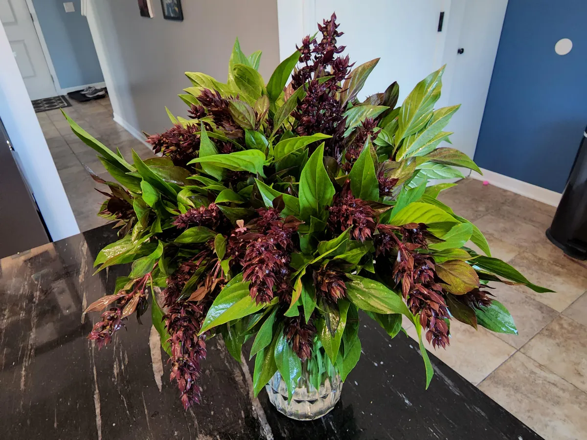 My thai basil grew so out of hand that I decided to make a "Thai basil bouquet" for my wife this morning. Hope she likes it.