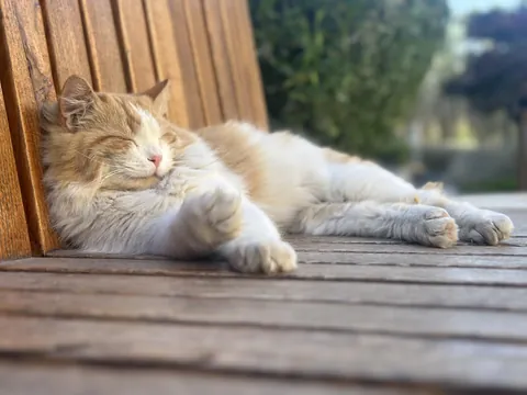 I have some kind of connection with this cat! After dropping my kids to school, I get around one hour before my office starts. I usually sit down on the park bench and read books. Whenever I sit, this cat comes and sleeps beside me. It’s been going on for over six months now.