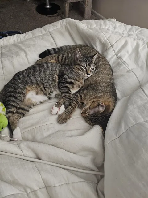 Brothers. When you plan on adopting 1 but you come home with 2. Oops...