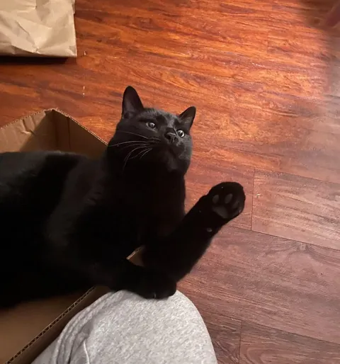 My cat died yesterday, so I wanted to share some of my favorite pictures of him