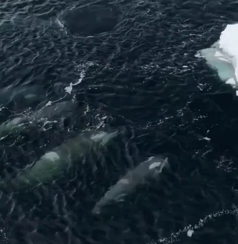 Orcas using a coordinated hunting technique known as "wave washing" to break apart ice floes and force prey into the water