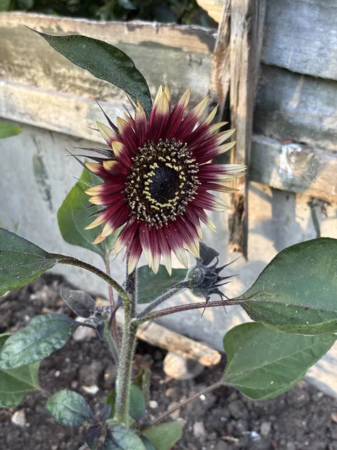 First Sunflower of the Year