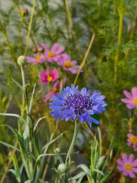 From seeds to these, here's my winter garden my terrace garden