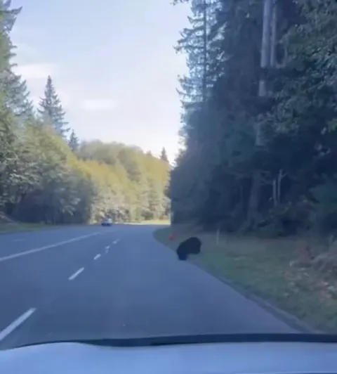 🔥 A young bear getting distracted by a balloon while crossing the road and making its mom come back to get them