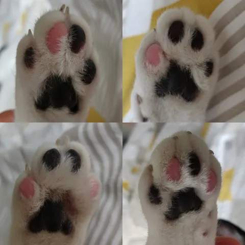All 4 of my cats paws have unique black/pink combinations
