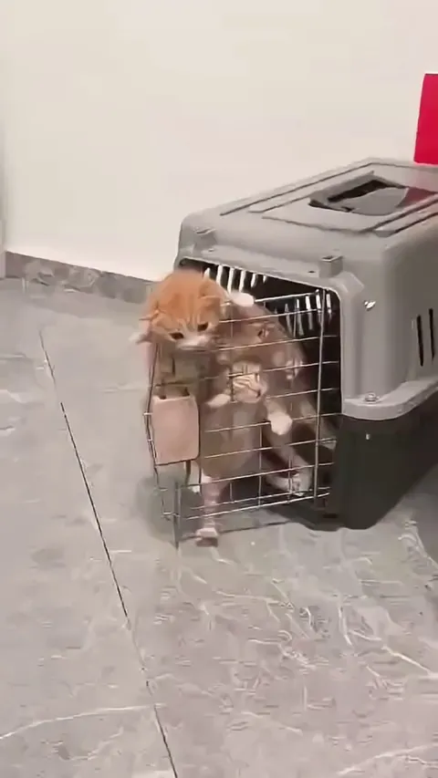 Give us the freedom we already have