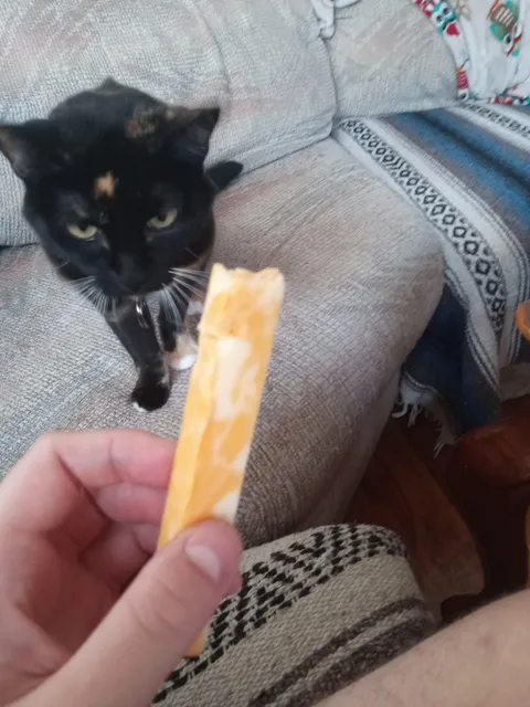 Held up my cheese stick to my sister's cat. She took a bite out of it!