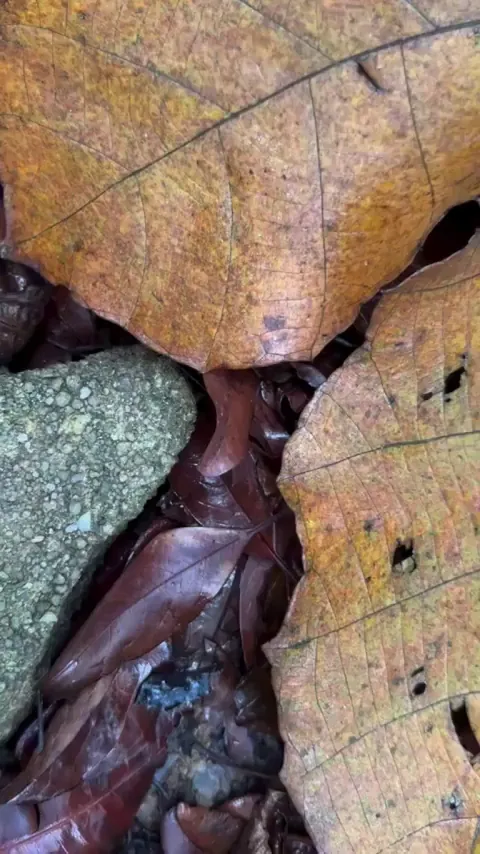 This beautiful species. MALAYAN BLUE CORAL SNAKE