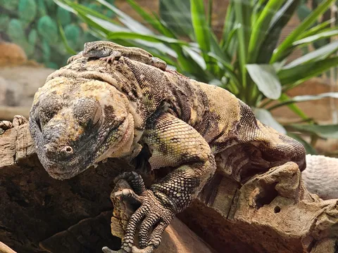 Sharing the heat lamp