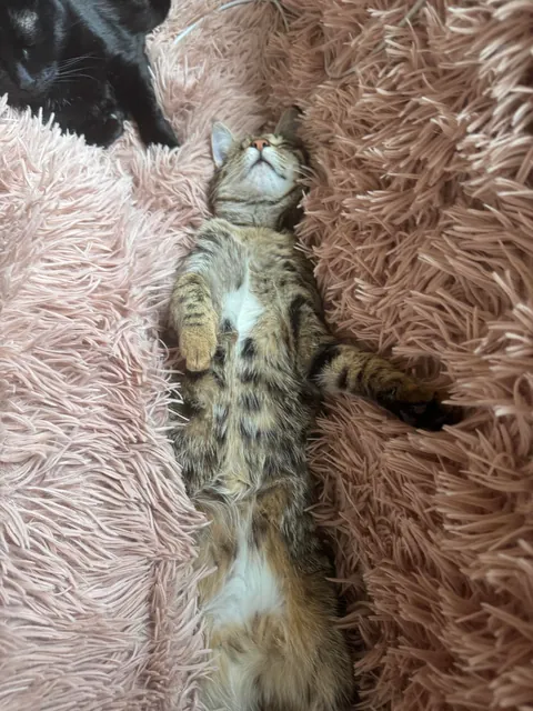 Can life be better than this? I think NOT 💕 Rescued kitty enjoying her new life💕