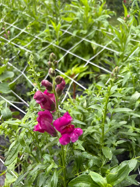 First year flower farm update