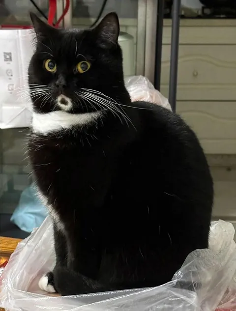 What would you name him if it were your cat?