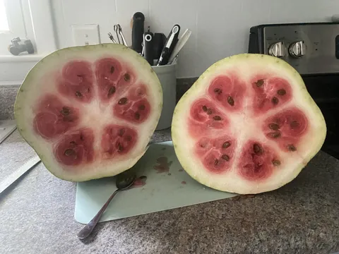 Why did this happen to my watermelon?