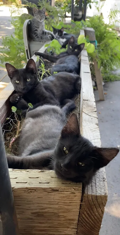 Gardens coming in nicely, should be ready to harvest soon