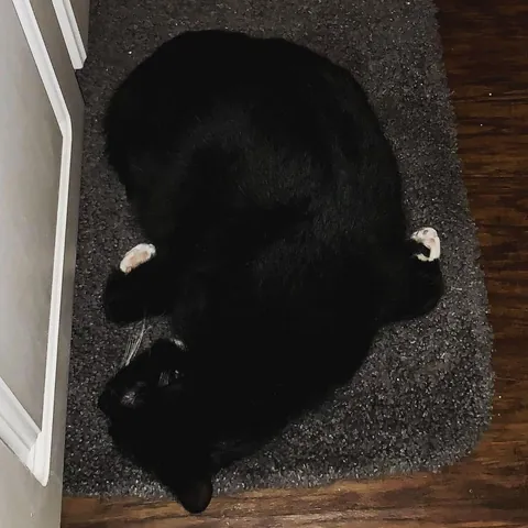 I never wanted to have to make this post. For my baby, Turkleton